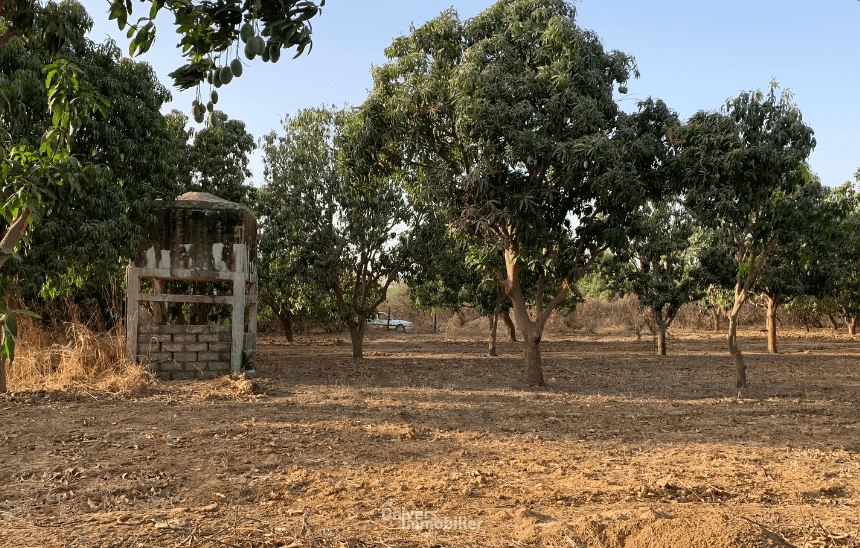 Terrain agricole de 1 hectare à vendre à Sindia